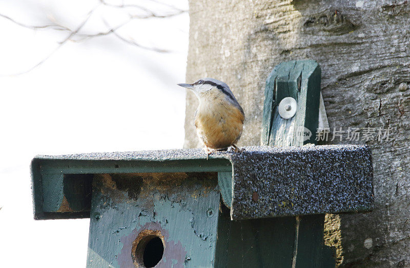 Nest Box设计的欧亚坚果(Sitta europaea)